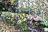  ( - EDNA20-0060243)  @11 [ ] CreativeCommons Attribution NonCommercial ShareAlike (2263) David Bell Royal Botanic Garden, Edinburgh
