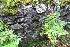  ( - EDNA20-0060243)  @11 [ ] CreativeCommons Attribution NonCommercial ShareAlike (2264) David Bell Royal Botanic Garden, Edinburgh