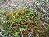  ( - EDNA23-0064243)  @11 [ ] CreativeCommons  Attribution Non-Commercial Share-Alike (2025) David Belll Royal Botanic Garden Edinburgh