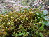  ( - EDNA23-0064243)  @11 [ ] CreativeCommons  Attribution Non-Commercial Share-Alike (2025) David Belll Royal Botanic Garden Edinburgh