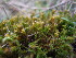  ( - EDNA23-0064243)  @11 [ ] CreativeCommons  Attribution Non-Commercial Share-Alike (2025) David Belll Royal Botanic Garden Edinburgh