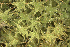  ( - EDNA23-0064243)  @11 [ ] CreativeCommons  Attribution Non-Commercial Share-Alike (2025) David Belll Royal Botanic Garden Edinburgh
