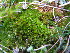  ( - EDNA23-0064242)  @11 [ ] CreativeCommons  Attribution Non-Commercial Share-Alike (2025) David Belll Royal Botanic Garden Edinburgh