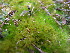  ( - EDNA23-0064242)  @11 [ ] CreativeCommons  Attribution Non-Commercial Share-Alike (2025) David Belll Royal Botanic Garden Edinburgh
