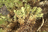  ( - EDNA23-0064242)  @11 [ ] CreativeCommons  Attribution Non-Commercial Share-Alike (2025) David Belll Royal Botanic Garden Edinburgh