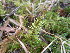 ( - EDNA23-0064245)  @11 [ ] CreativeCommons  Attribution Non-Commercial Share-Alike (2025) David Belll Royal Botanic Garden Edinburgh
