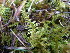  ( - EDNA23-0064245)  @11 [ ] CreativeCommons  Attribution Non-Commercial Share-Alike (2025) David Belll Royal Botanic Garden Edinburgh