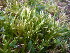  ( - EDNA23-0064246)  @11 [ ] CreativeCommons  Attribution Non-Commercial Share-Alike (2025) David Belll Royal Botanic Garden Edinburgh