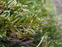  ( - EDNA23-0064246)  @11 [ ] CreativeCommons  Attribution Non-Commercial Share-Alike (2025) David Belll Royal Botanic Garden Edinburgh