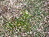 ( - EDNA23-0064246)  @11 [ ] CreativeCommons  Attribution Non-Commercial Share-Alike (2025) David Belll Royal Botanic Garden Edinburgh