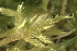  ( - EDNA23-0064246)  @11 [ ] CreativeCommons  Attribution Non-Commercial Share-Alike (2025) David Belll Royal Botanic Garden Edinburgh