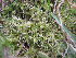  ( - EDNA23-0064241)  @11 [ ] CreativeCommons  Attribution Non-Commercial Share-Alike (2025) David Belll Royal Botanic Garden Edinburgh