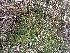  ( - EDNA23-0064241)  @11 [ ] CreativeCommons  Attribution Non-Commercial Share-Alike (2025) David Belll Royal Botanic Garden Edinburgh