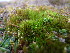  ( - EDNA23-0064240)  @11 [ ] CreativeCommons  Attribution Non-Commercial Share-Alike (2025) David Belll Royal Botanic Garden Edinburgh