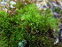 ( - EDNA23-0064240)  @11 [ ] CreativeCommons  Attribution Non-Commercial Share-Alike (2025) David Belll Royal Botanic Garden Edinburgh