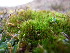  ( - EDNA23-0064240)  @11 [ ] CreativeCommons  Attribution Non-Commercial Share-Alike (2025) David Belll Royal Botanic Garden Edinburgh