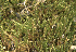  (Flexitrichales - EDNA23-0064240)  @11 [ ] CreativeCommons  Attribution Non-Commercial Share-Alike (2025) David Belll Royal Botanic Garden Edinburgh