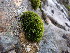  ( - EDNA23-0064251)  @11 [ ] CreativeCommons  Attribution Non-Commercial Share-Alike (2025) David Belll Royal Botanic Garden Edinburgh