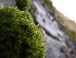  ( - EDNA23-0064251)  @11 [ ] CreativeCommons  Attribution Non-Commercial Share-Alike (2025) David Belll Royal Botanic Garden Edinburgh
