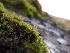  ( - EDNA23-0064251)  @11 [ ] CreativeCommons  Attribution Non-Commercial Share-Alike (2025) David Belll Royal Botanic Garden Edinburgh