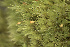  ( - EDNA23-0064251)  @11 [ ] CreativeCommons  Attribution Non-Commercial Share-Alike (2025) David Belll Royal Botanic Garden Edinburgh