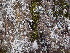  ( - EDNA23-0064254)  @11 [ ] CreativeCommons  Attribution Non-Commercial Share-Alike (2025) David Belll Royal Botanic Garden Edinburgh
