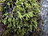  ( - EDNA23-0064254)  @11 [ ] CreativeCommons  Attribution Non-Commercial Share-Alike (2025) David Belll Royal Botanic Garden Edinburgh