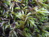 ( - EDNA23-0064254)  @11 [ ] CreativeCommons  Attribution Non-Commercial Share-Alike (2025) David Belll Royal Botanic Garden Edinburgh