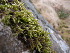  ( - EDNA23-0064254)  @11 [ ] CreativeCommons  Attribution Non-Commercial Share-Alike (2025) David Belll Royal Botanic Garden Edinburgh