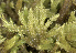  (Isothecium - EDNA23-0064254)  @11 [ ] CreativeCommons  Attribution Non-Commercial Share-Alike (2025) David Belll Royal Botanic Garden Edinburgh