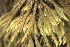  ( - EDNA23-0064331)  @11 [ ] CreativeCommons  Attribution Non-Commercial Share-Alike (2025) David Belll Royal Botanic Garden Edinburgh