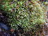  ( - EDNA23-0064333)  @11 [ ] CreativeCommons  Attribution Non-Commercial Share-Alike (2025) David Belll Royal Botanic Garden Edinburgh