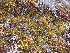  ( - EDNA23-0064333)  @11 [ ] CreativeCommons  Attribution Non-Commercial Share-Alike (2025) David Belll Royal Botanic Garden Edinburgh