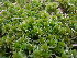  ( - EDNA23-0064334)  @11 [ ] CreativeCommons  Attribution Non-Commercial Share-Alike (2025) David Belll Royal Botanic Garden Edinburgh
