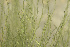  ( - EDNA23-0064539)  @11 [ ] CreativeCommons  Attribution Non-Commercial Share-Alike (2025) David Belll Royal Botanic Garden Edinburgh