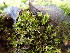  (Physcomitrium - EDNA24-0065344)  @11 [ ] CreativeCommons  Attribution Non-Commercial Share-Alike (2025) David Belll Royal Botanic Garden Edinburgh