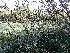  ( - EDNA24-0065344)  @11 [ ] CreativeCommons  Attribution Non-Commercial Share-Alike (2025) David Belll Royal Botanic Garden Edinburgh