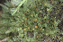  ( - EDNA24-0065344)  @11 [ ] CreativeCommons  Attribution Non-Commercial Share-Alike (2025) David Belll Royal Botanic Garden Edinburgh