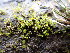  ( - EDNA24-0065341)  @11 [ ] CreativeCommons  Attribution Non-Commercial Share-Alike (2025) David Belll Royal Botanic Garden Edinburgh