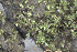  ( - EDNA24-0065341)  @11 [ ] CreativeCommons  Attribution Non-Commercial Share-Alike (2025) David Belll Royal Botanic Garden Edinburgh