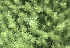  ( - EDNA24-0065346)  @11 [ ] CreativeCommons  Attribution Non-Commercial Share-Alike (2025) David Belll Royal Botanic Garden Edinburgh