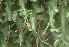  ( - EDNA24-0065345)  @11 [ ] CreativeCommons  Attribution Non-Commercial Share-Alike (2025) David Belll Royal Botanic Garden Edinburgh