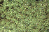  (Zygodon rupestris - EDNA24-0065348)  @11 [ ] CreativeCommons  Attribution Non-Commercial Share-Alike (2025) David Belll Royal Botanic Garden Edinburgh