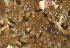  ( - EDNA24-0065351)  @11 [ ] CreativeCommons  Attribution Non-Commercial Share-Alike (2025) David Belll Royal Botanic Garden Edinburgh