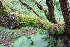  ( - EDNA20-0060269)  @11 [ ] CreativeCommons Attribution NonCommercial ShareAlike (2168) David Bell Royal Botanic Garden, Edinburgh