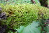  ( - EDNA20-0060269)  @11 [ ] CreativeCommons Attribution NonCommercial ShareAlike (2169) David Bell Royal Botanic Garden, Edinburgh