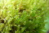  ( - EDNA20-0060269)  @11 [ ] CreativeCommons Attribution NonCommercial ShareAlike (2170) David Bell Royal Botanic Garden, Edinburgh