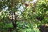  ( - EDNA20-0060269)  @11 [ ] CreativeCommons Attribution NonCommercial ShareAlike (2167) David Bell Royal Botanic Garden, Edinburgh