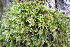  ( - EDNA20-0060270)  @11 [ ] CreativeCommons Attribution NonCommercial ShareAlike (2174) David Bell Royal Botanic Garden, Edinburgh