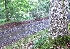  ( - EDNA20-0060270)  @11 [ ] CreativeCommons Attribution NonCommercial ShareAlike (2171) David Bell Royal Botanic Garden, Edinburgh